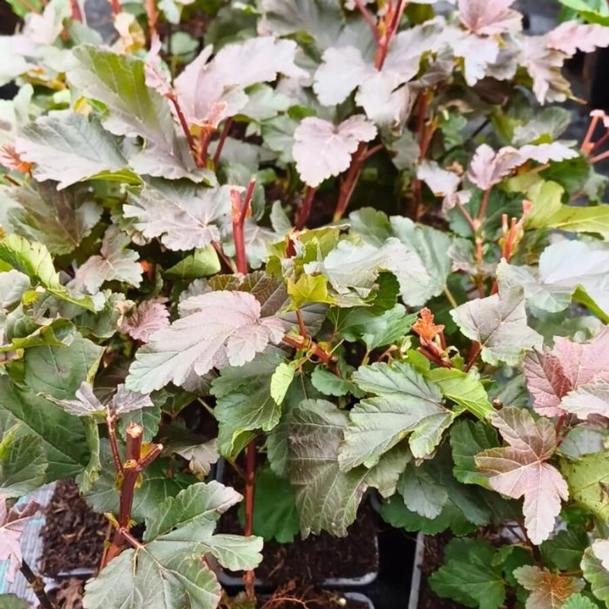 Plante sănătoase și viguroase de Physocarpus opulifolius Diabolo la sfârșitul lunii septembrie.