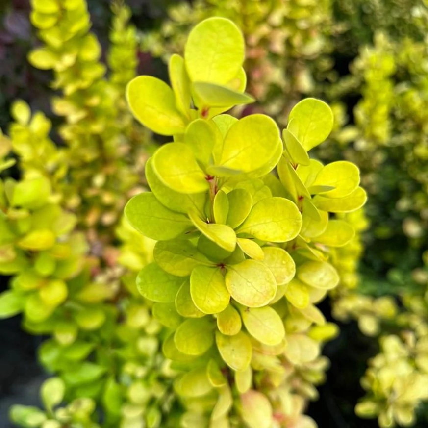 Berberis thunbergii - Drăcilă columnară galbenă