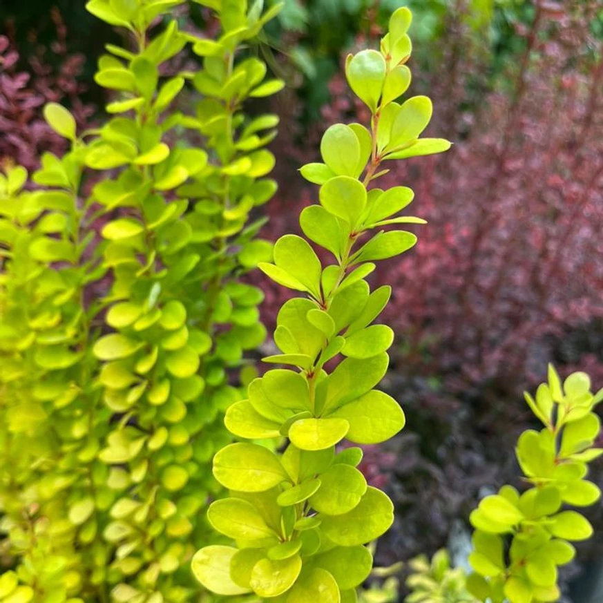 Berberis thunbergii - Drăcilă columnară galbenă