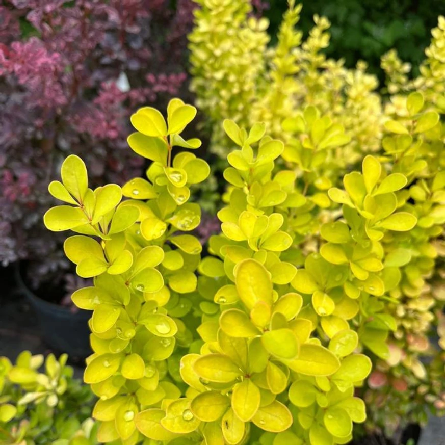 Berberis thunbergii - Drăcilă columnară galbenă