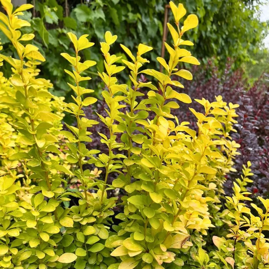 Berberis thunbergii - Drăcilă columnară galbenă