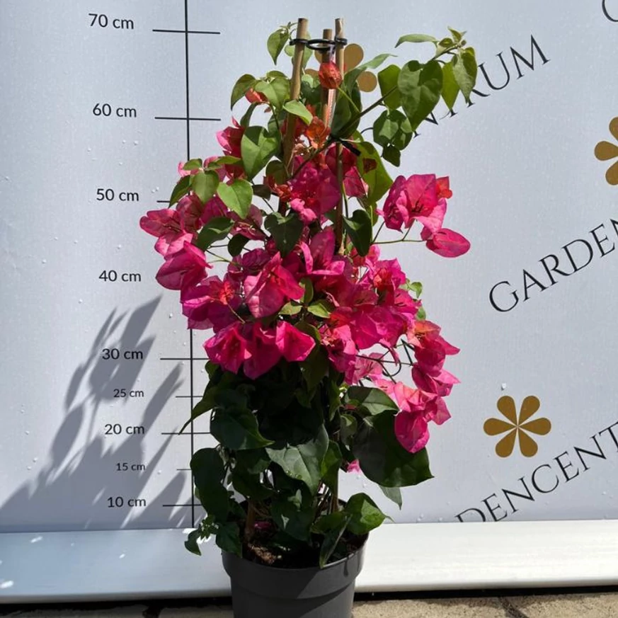 Bougainvillea bine dezvoltat în pepiniera noastră. 