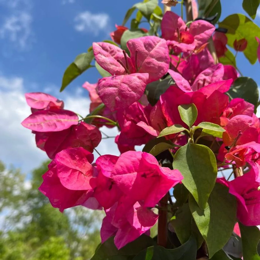 Bougainvillea în primăvară în pepiniera noastră. 