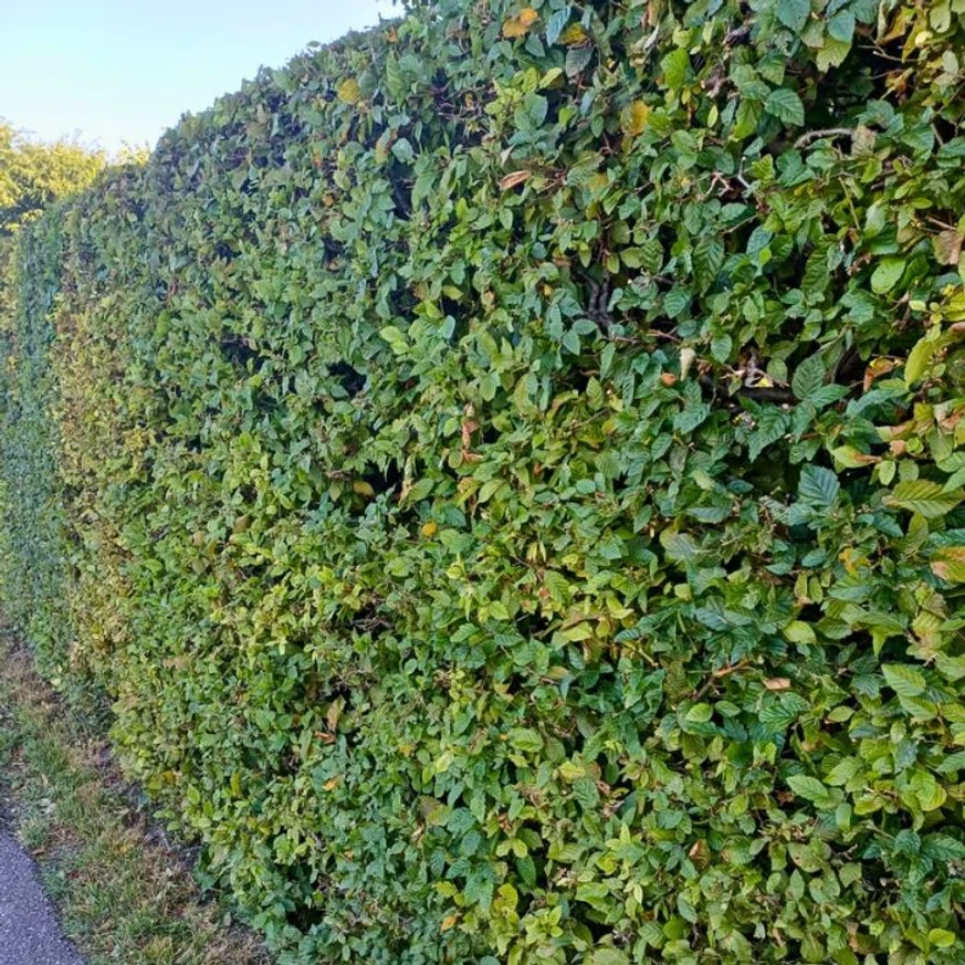 Aspectul compact și elegant al gardului viu format din Carpinus betulus.