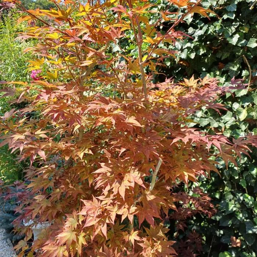 Arțarul japonez Orange Dream decorează grădina cu frunzișul portocaliu pe tot parcursul anului.
