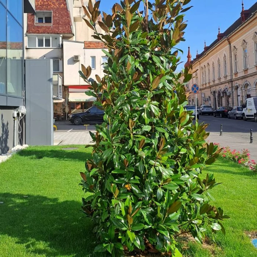 Magnolia grandiflora Gallisoniensis C3 - Magnolie veșnic verde cu flori albe