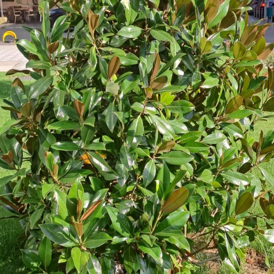 Magnolia grandiflora Gallisoniensis C3 - Magnolie veșnic verde cu flori albe