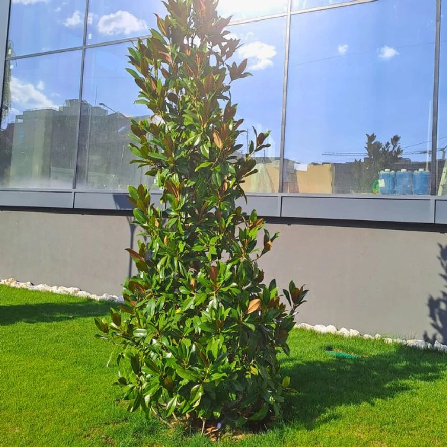 Magnolia grandiflora Gallisoniensis C3 - Magnolie veșnic verde cu flori albe