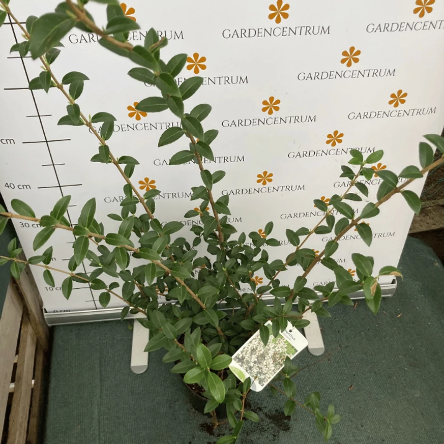 Osmanthus în pepiniera noastră. 