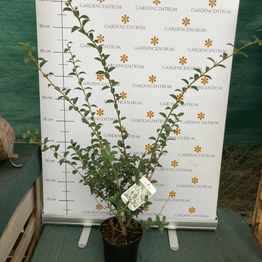 Osmanthus în pepiniera noastră în luna aprilie. 