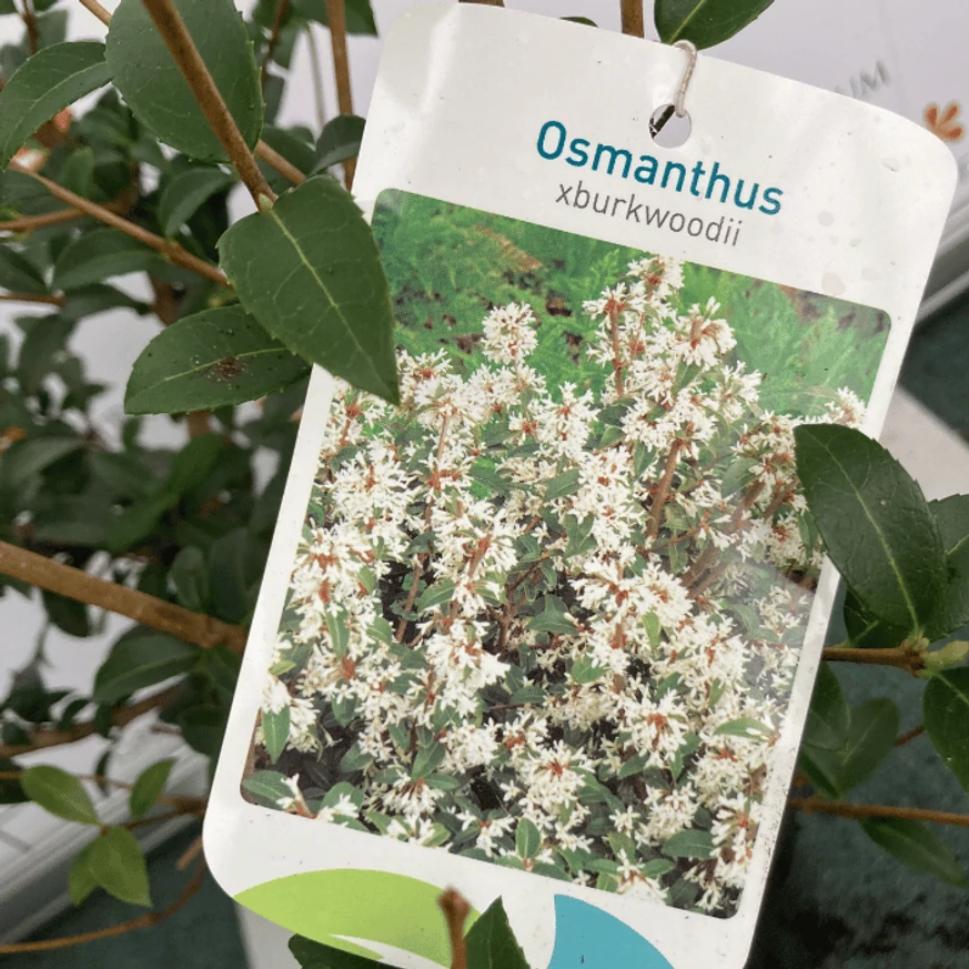 Eticheta plantei Osmanthus. 
