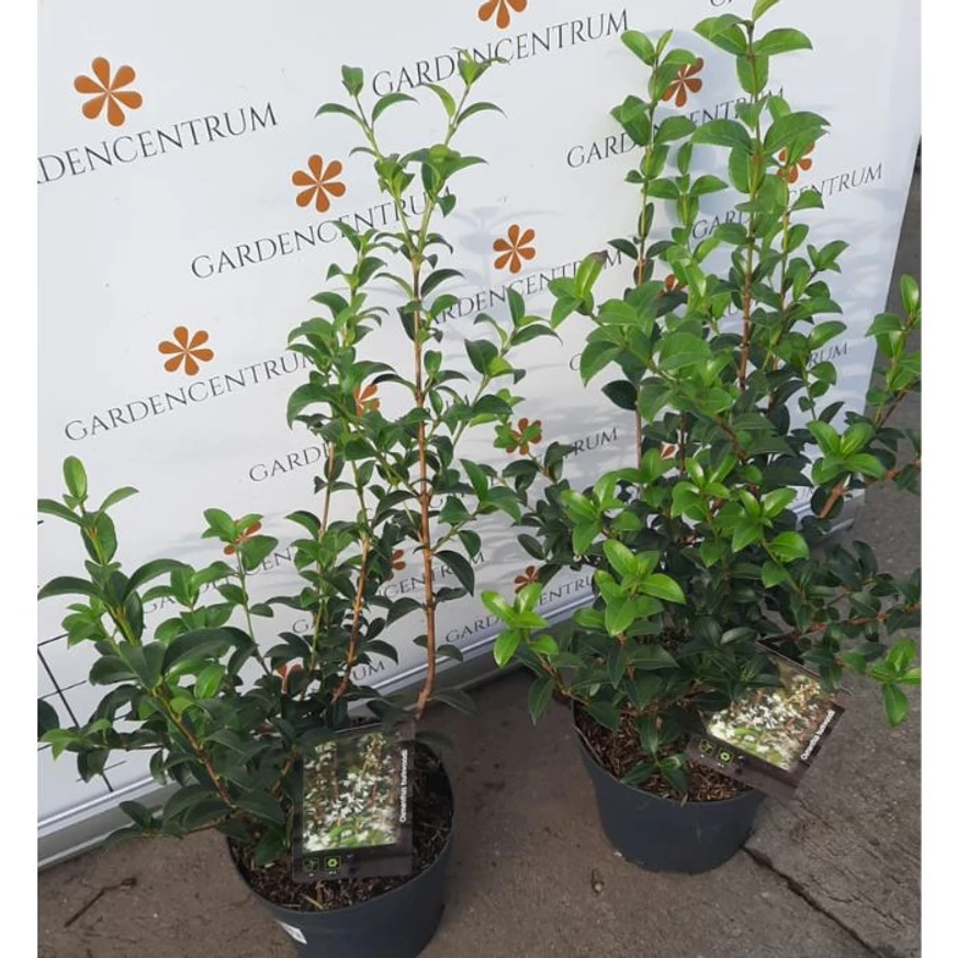Osmanthus x burkwoodii decorează cu frunziș veșnic verde.