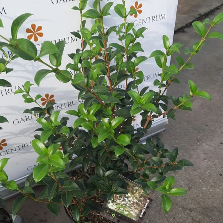 Frunzișul veșnic verde al arbustului Osmanthus x burkwoodii la sfârșitul lunii octombrie.