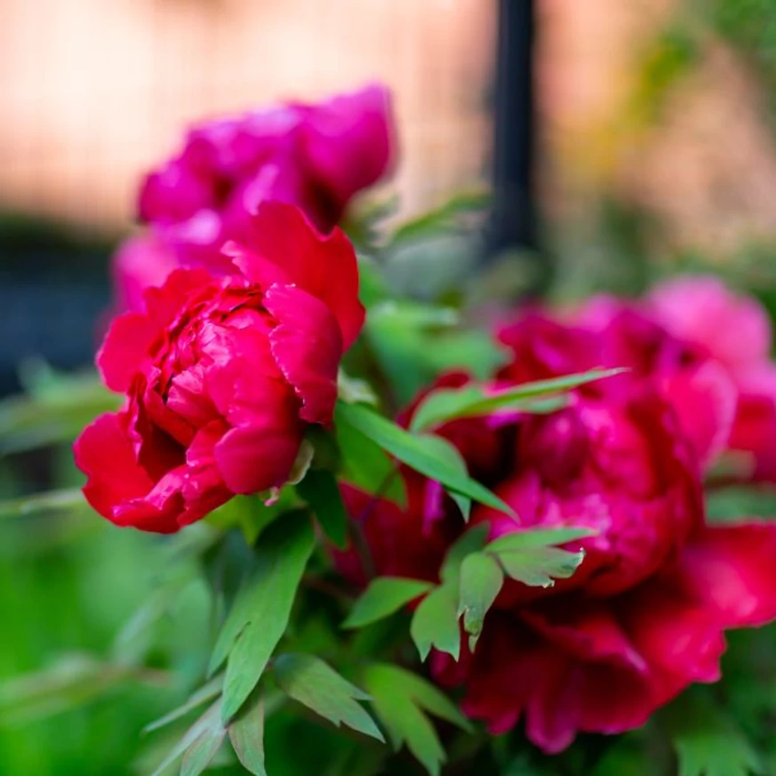 Bobocii romantici ai bujorului parfumat Paeonia lactiflora Kansas.