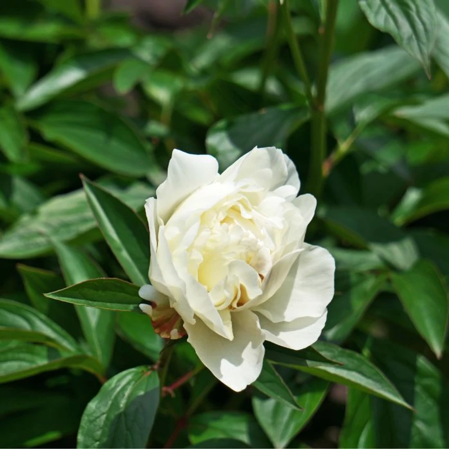 Paeonia lactiflora Lancaster Imperial - Bujor alb