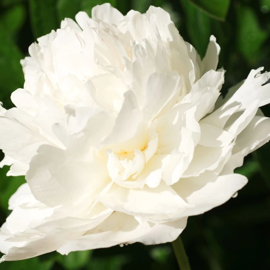 Paeonia lactiflora Lancaster Imperial - Bujor alb