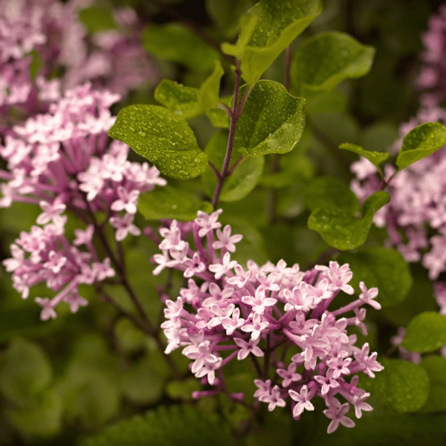 Florile parfumate violet deschis emană un parfum îmbătător atunci când înfloresc.
