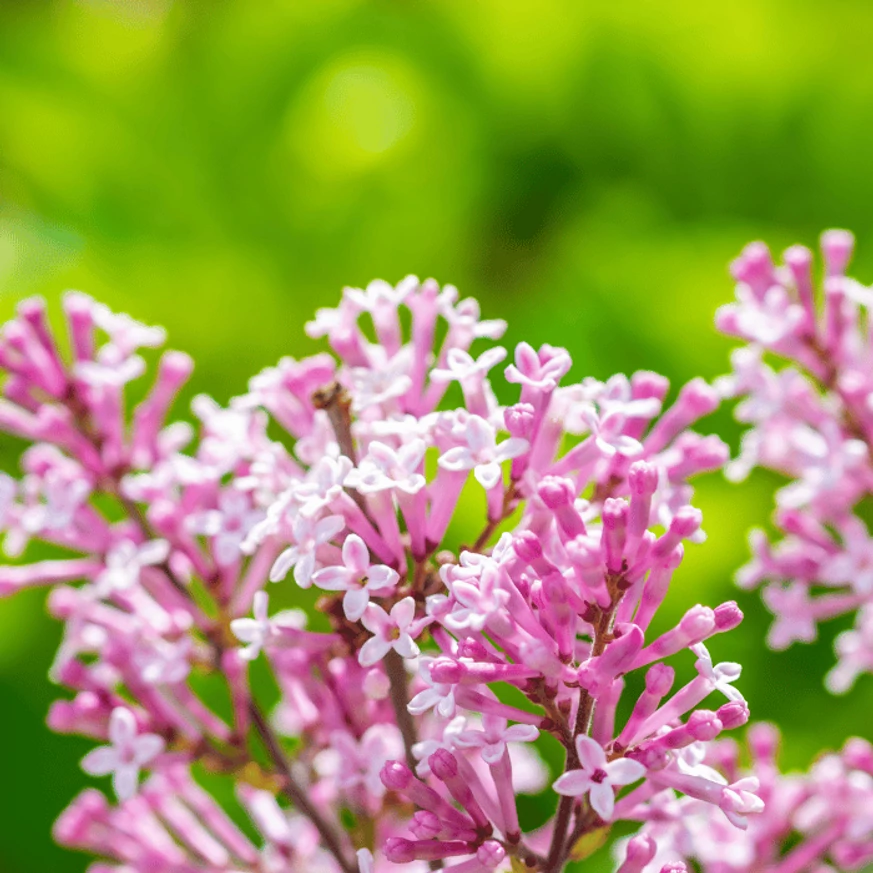 Înflorirea liliacului Palibin. 