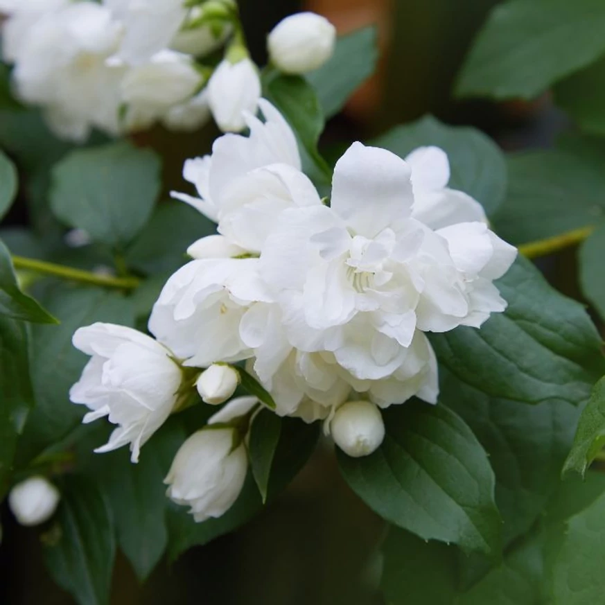 Florile iasomiei de grădină.