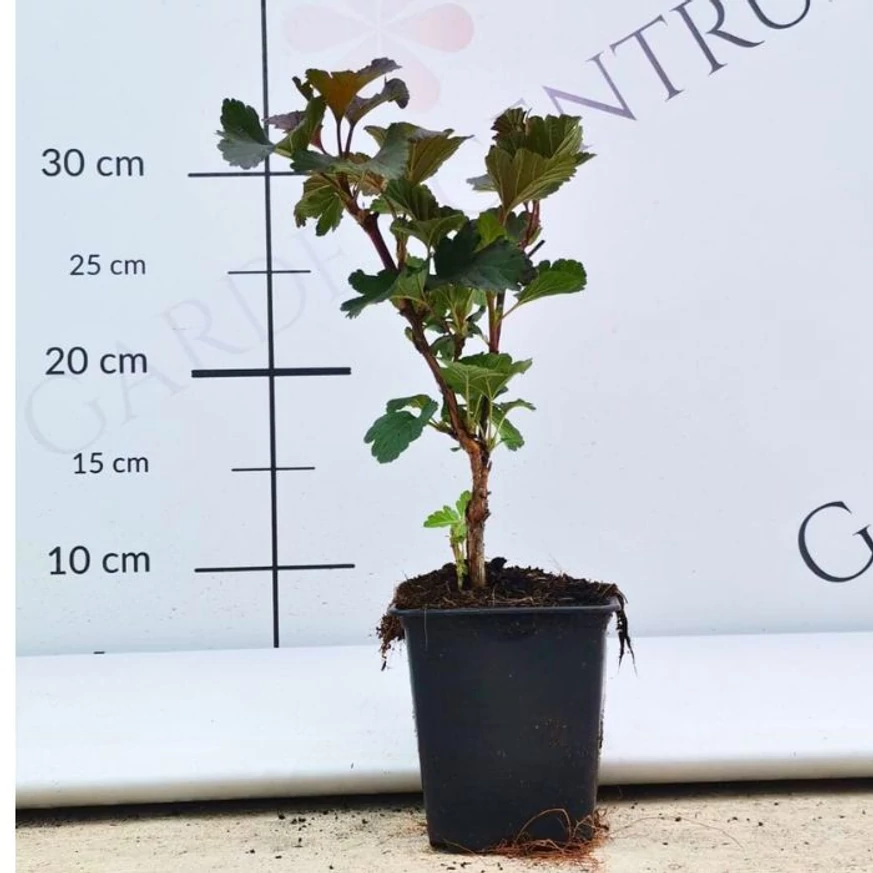 Dimensiunea și aspectul unui Physocarpus opulifolius Diabolo în ghiveci de 9 cm, în pepiniera noastră.