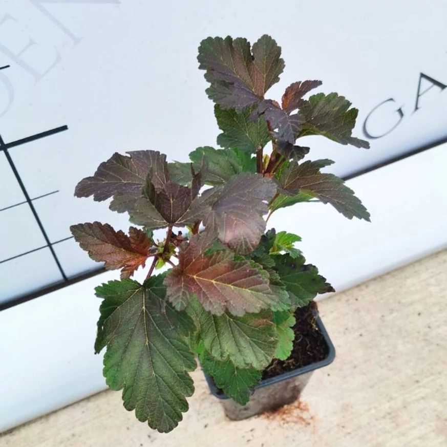 Forma și culoarea frunzelor de Physocarpus opulifolius Diabolo văzute de aproape.