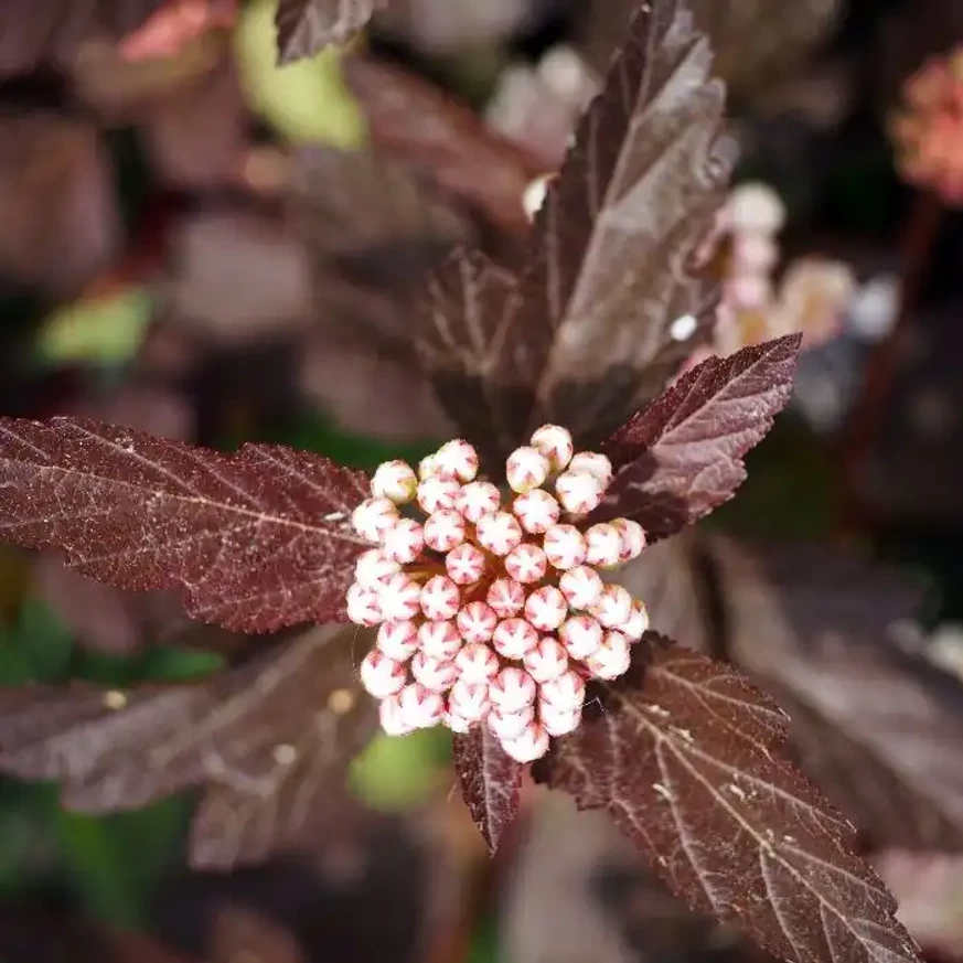 Physocarpus opulifolius Diabolo la începutul înfloririi. 