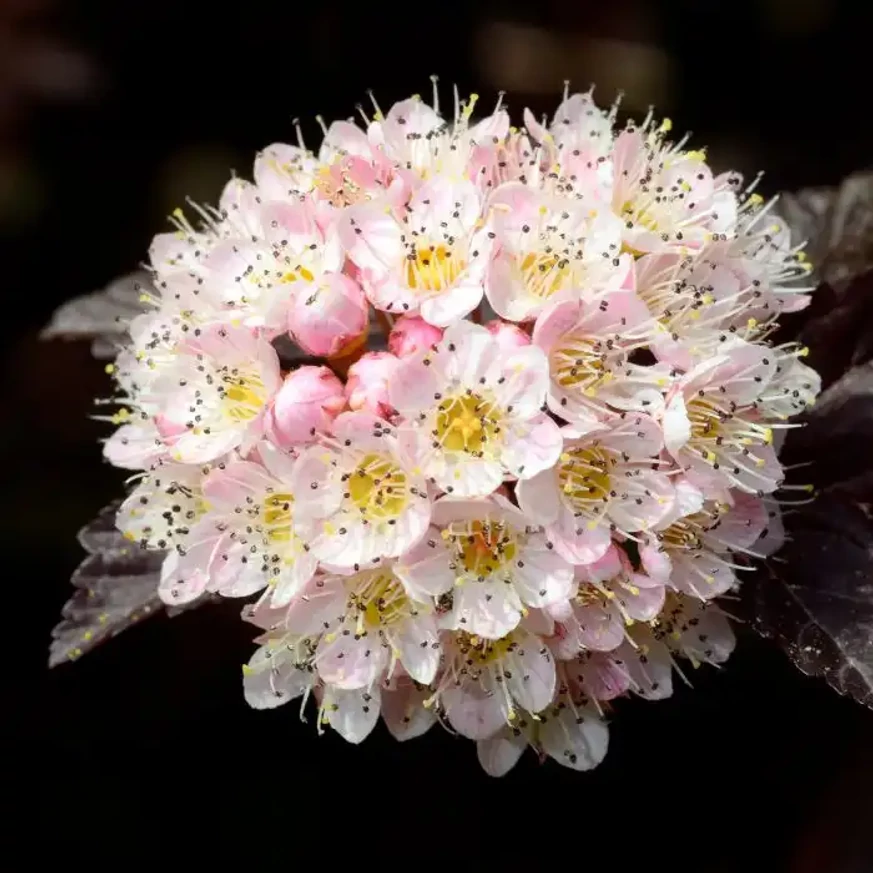 Inflorescența deosebit de frumoasă a arbustului Physocarpus opulifolius Diabolo. 