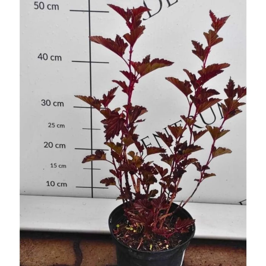 Aspectul plantei Physocarpus opulifolius în luna mai.