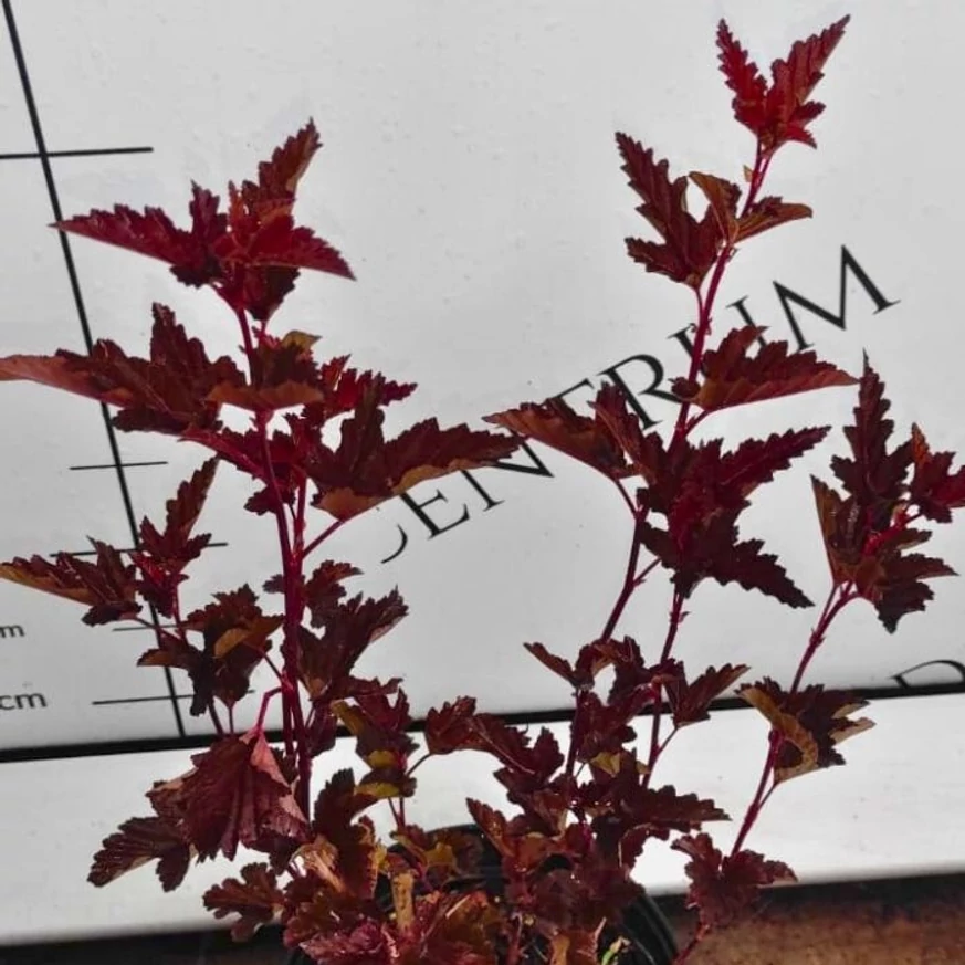 Frunzișul colorat al plantei Physocarpus opulifolius.