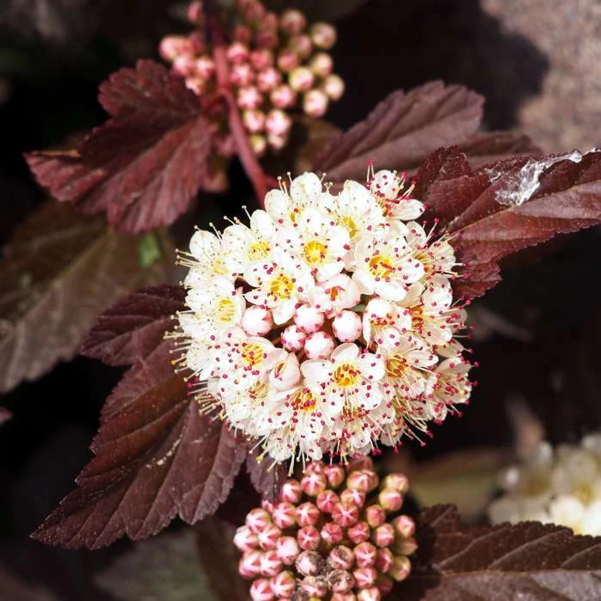 Floarea arbustului Physocarpus opulifolius, de aproape. 