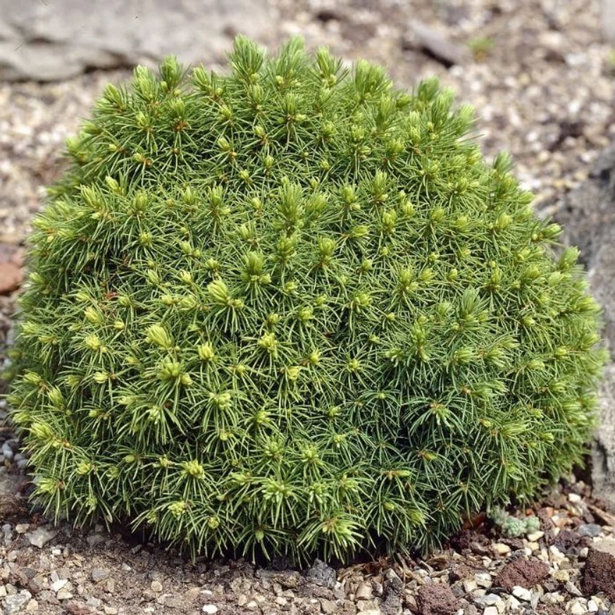 Aspectul molidului pitic globular Alberta Globe în perioada juvelină.