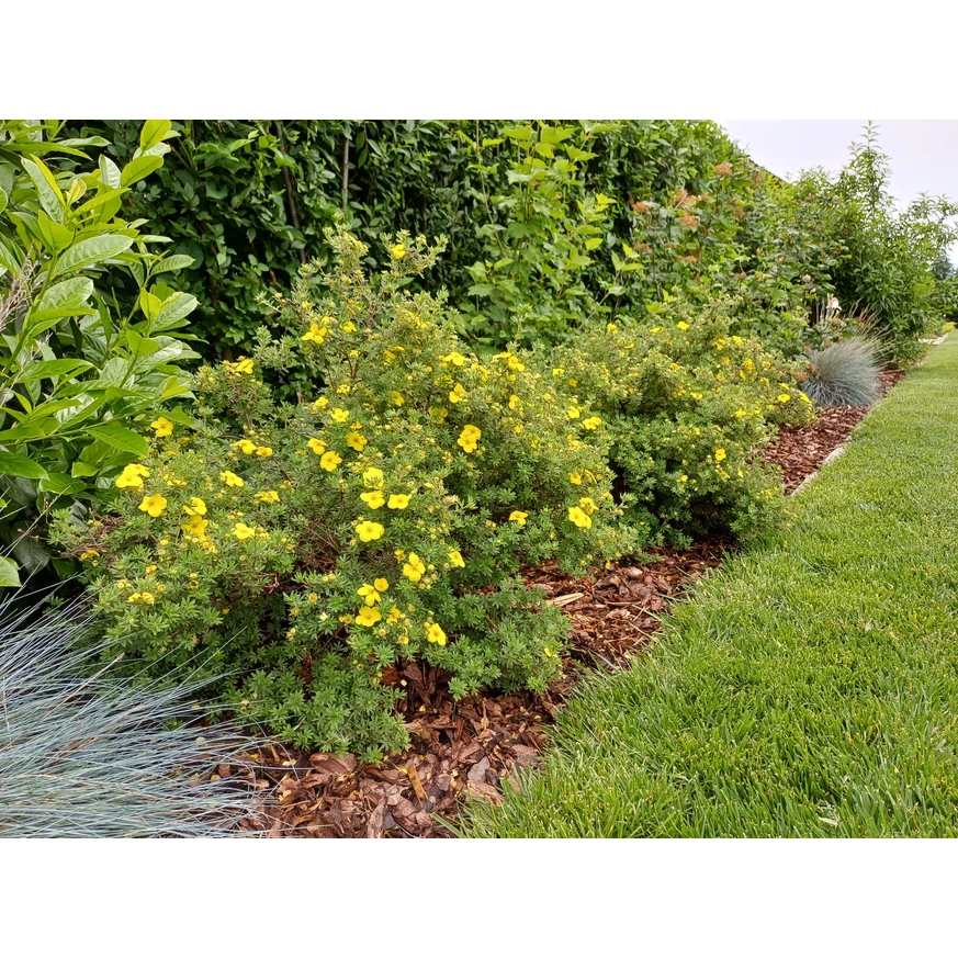 Potentilla fruticosa plantat într-un strat. 