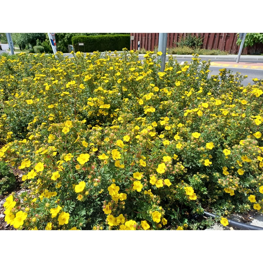 Potentilla fruticosa cu flori galbene, înflorit în iunie. 