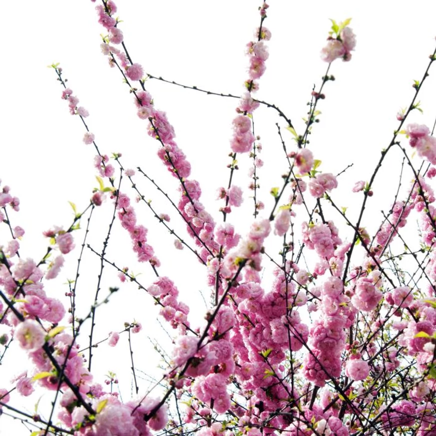 Aspectul florilor roz duble ale cireșului japonez.