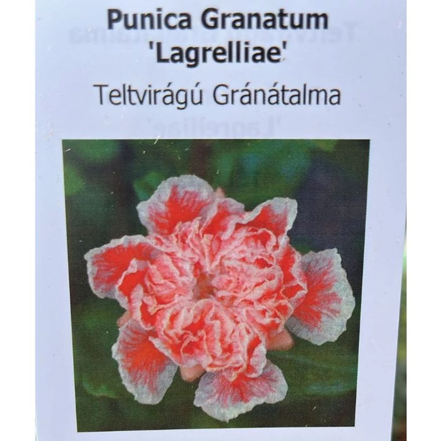 Punica granatum Legrelliae C2 - Rodiu ornamental
