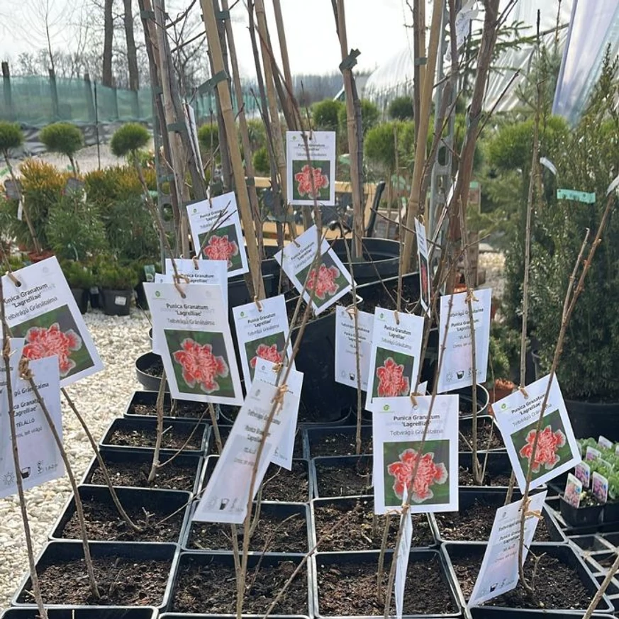 Punica granatum Legrelliae C2 - Rodiu ornamental