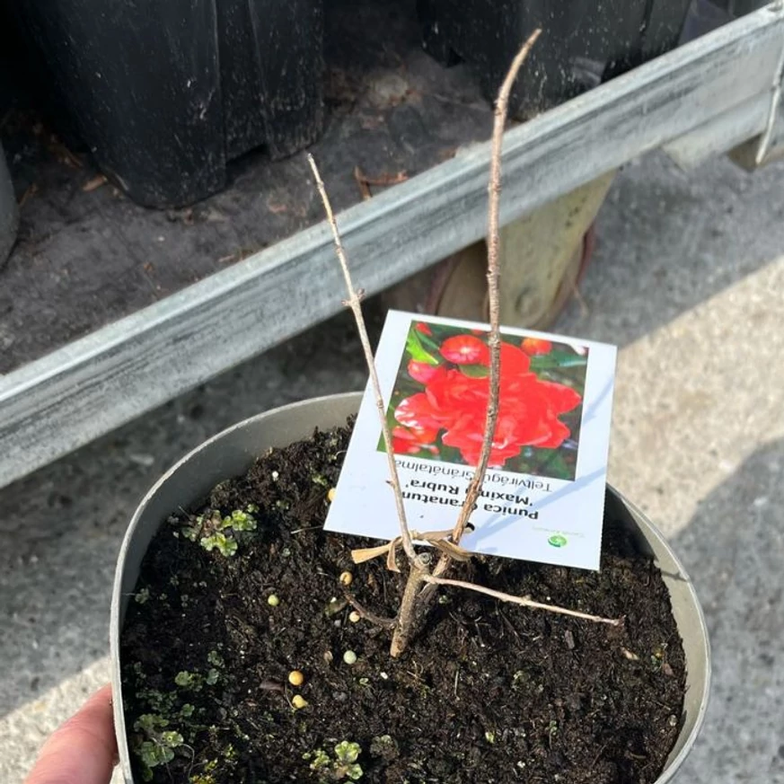 Rodiu ornamental Maxima Rubra în primăvară, în centrul nostru de grădinărit.