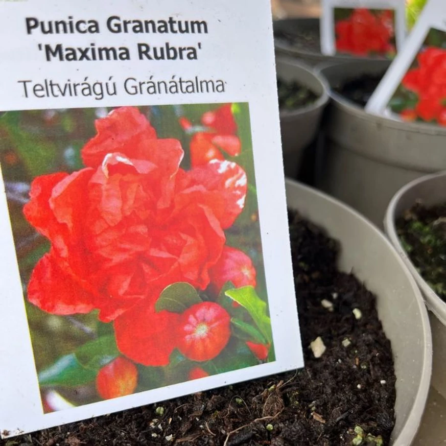 Eticheta plantei Punica granatum Maxima Rubra.