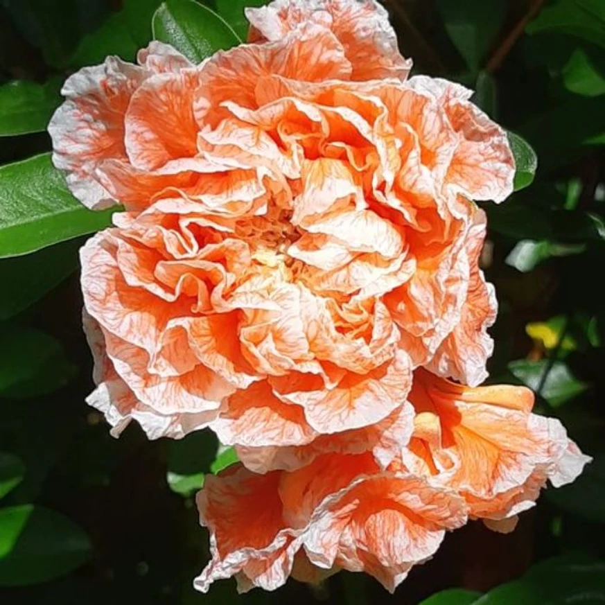 Floarea rodiului ornamental. 