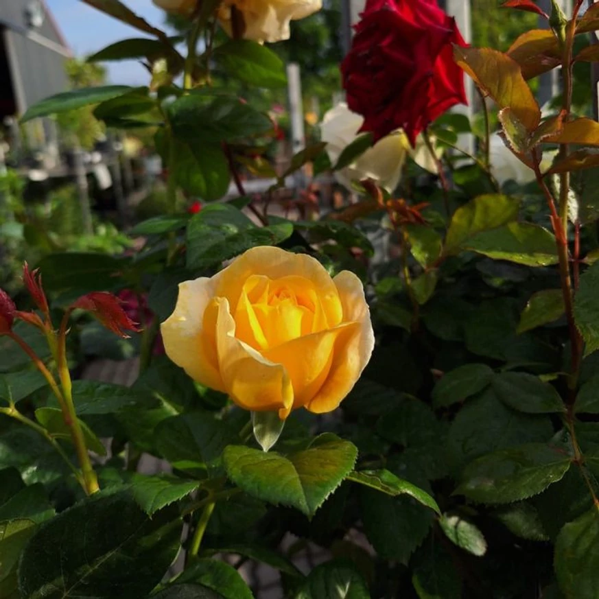 Floare galbenă de trandafir crescut pe trunchi în pepiniera noastră. 