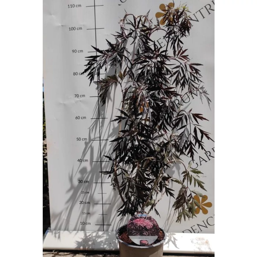 Sambucus nigra Black Lace bine dezvoltat la începutul lunii iulie în pepiniera noastră.