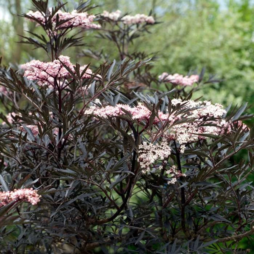 Frunzișul și florile arbustului Sambucus nigra Black Lace.