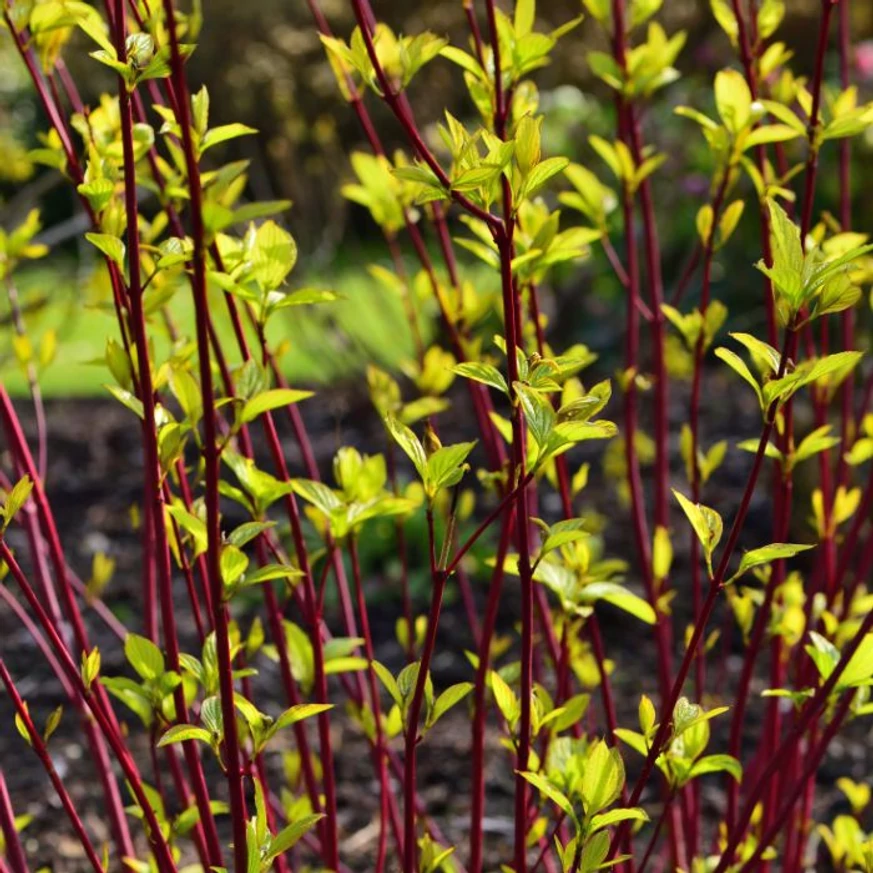 Cornus alba Gouchaultii dezvoltă ramuri verticale, de un roșu intens.
