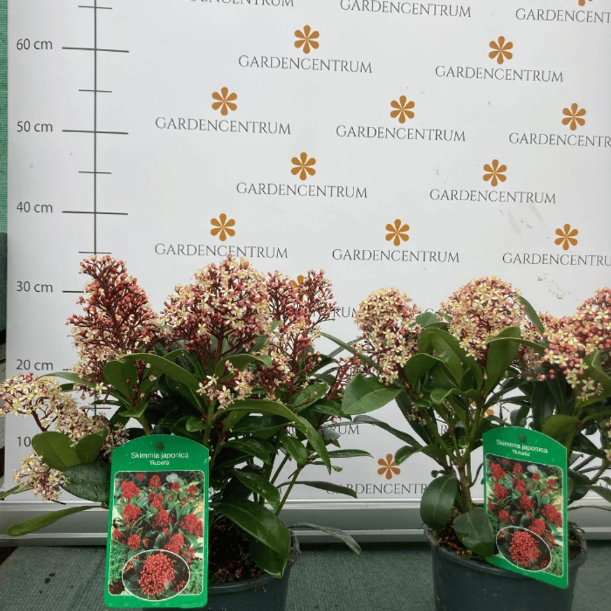 Skimmia japonica Rubella - Liliac japonez