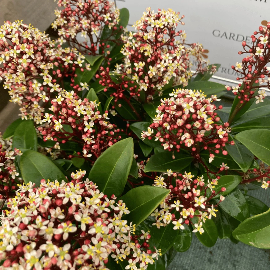 Skimmia japonica Rubella - Liliac japonez