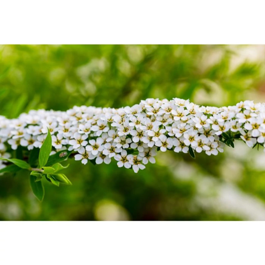 Spiraea cinerea Grefsheim K2 - Cununiță cu flori albe