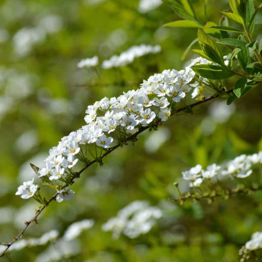Spiraea cinerea Grefsheim K2 - Cununiță cu flori albe