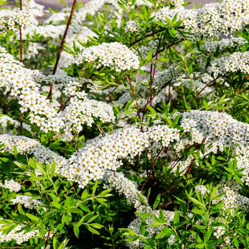 Spiraea cinerea Grefsheim K2 - Cununiță cu flori albe