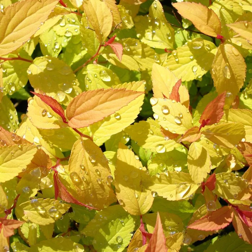 Spiraea japonica Goldflame K2 - Cununiță japoneză