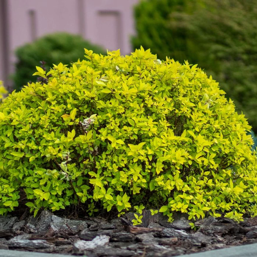 Spiraea japonica Goldflame K2 - Cununiță japoneză